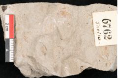 Foto (Detailansicht) von Glyptostrobus europaeus Brongniart (NHMW-GEO-2024-0188-6762)